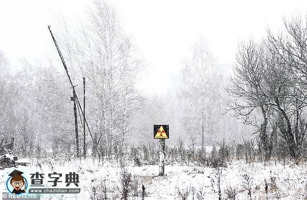切爾諾貝利核電站禁區(qū)：現(xiàn)已成為動物的天堂！6