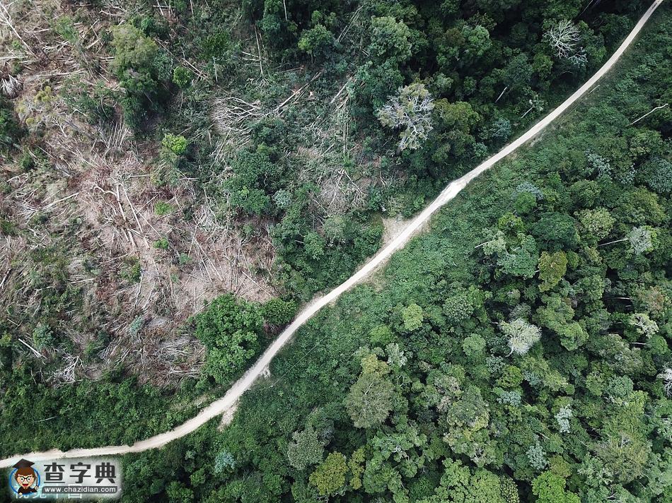 巴西亞馬孫雨林非法砍伐現象嚴峻：道路兩側對比明顯1
