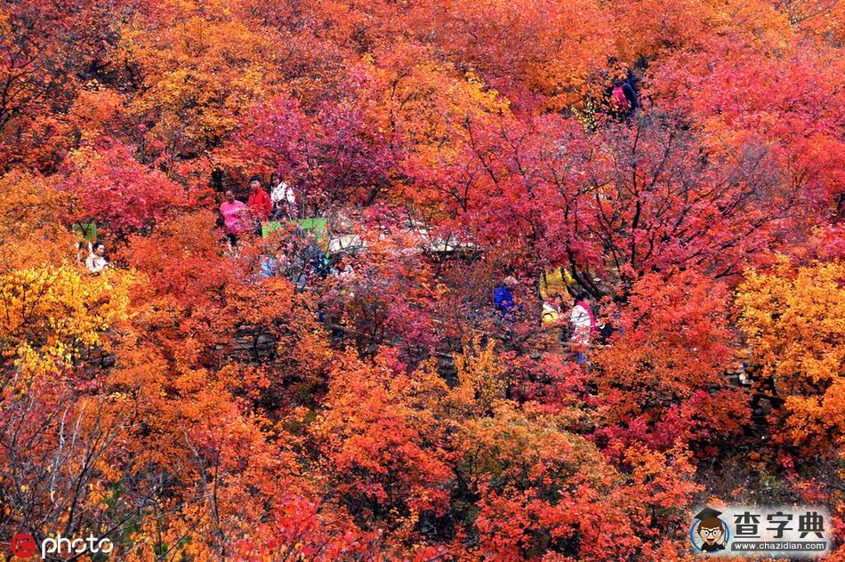北京坡峰嶺紅葉節(jié)迎來(lái)最佳觀賞期3