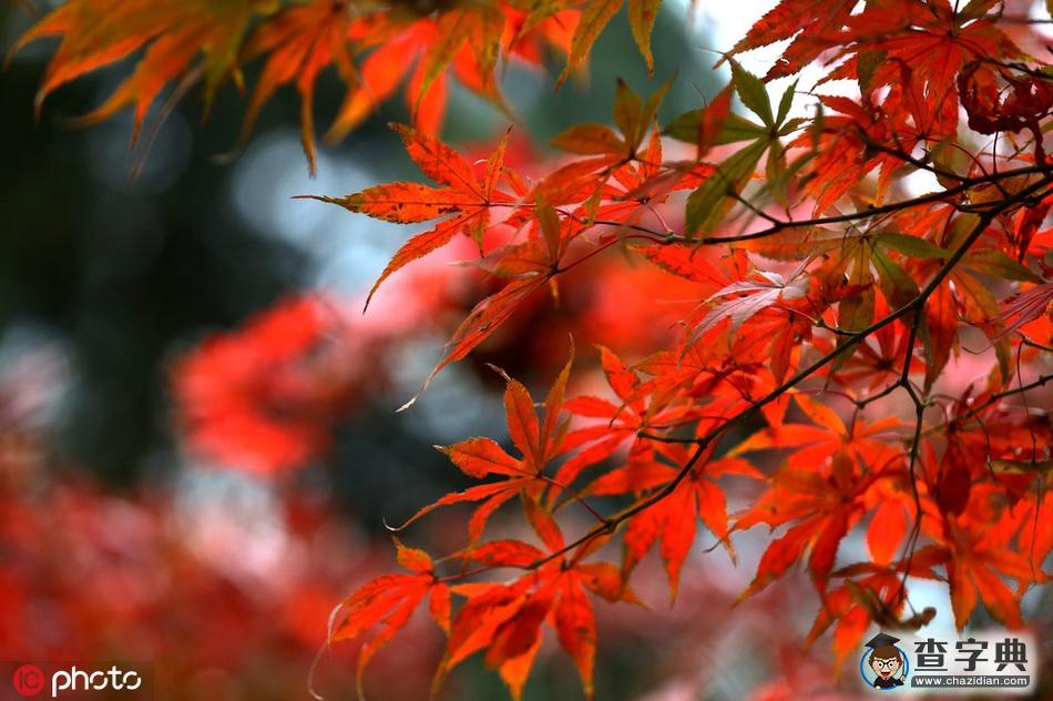 “小雪”節(jié)氣將至 江蘇淮安河畔木葉半青黃1