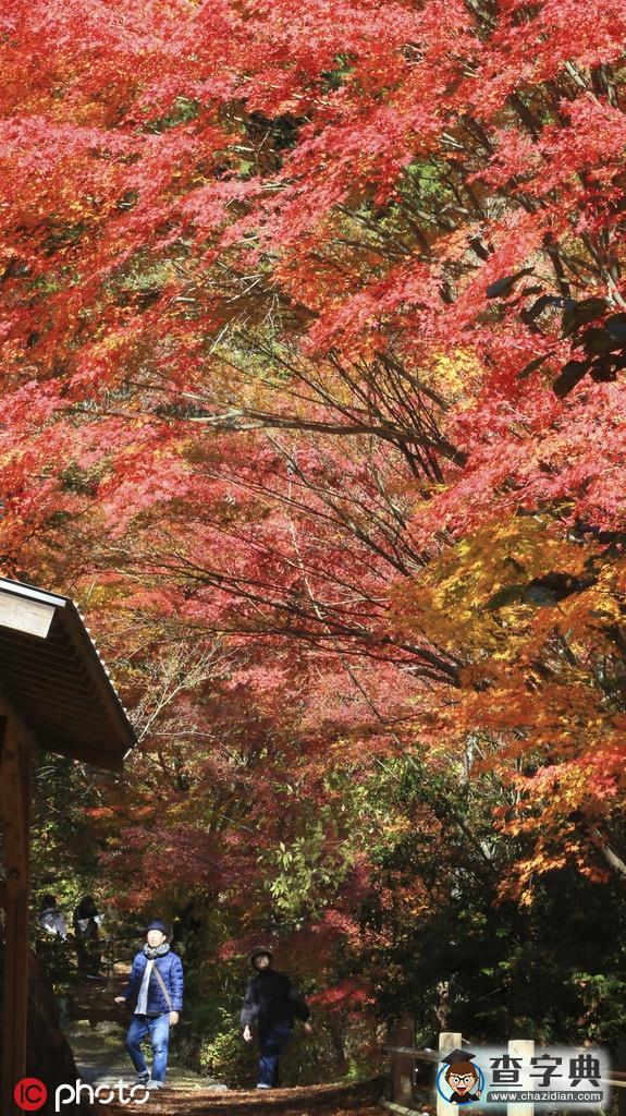 浪漫秋色關(guān)不住 日本岐阜紅楓滿園2
