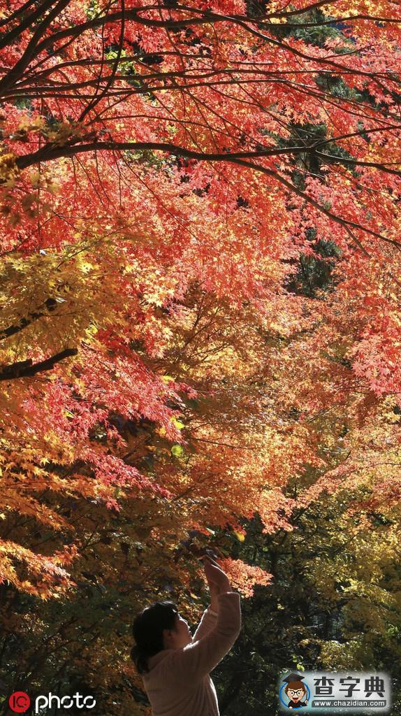 浪漫秋色關(guān)不住 日本岐阜紅楓滿園3