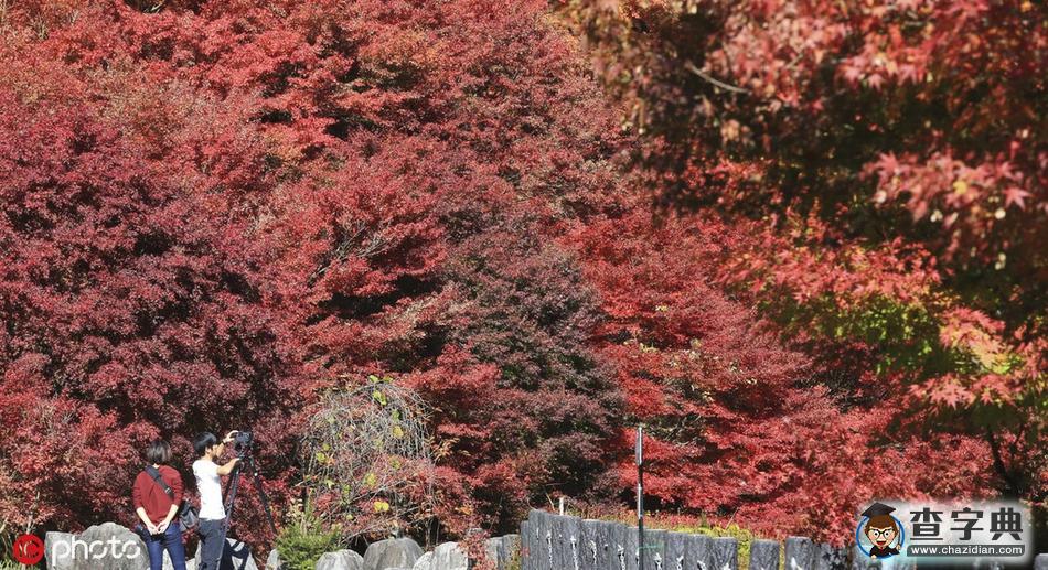 浪漫秋色關(guān)不住 日本岐阜紅楓滿園4