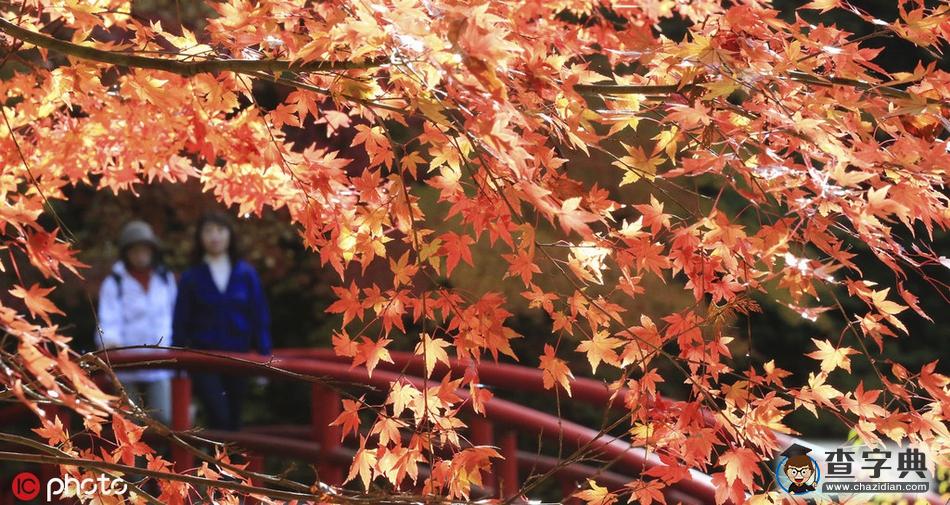 浪漫秋色關(guān)不住 日本岐阜紅楓滿園1