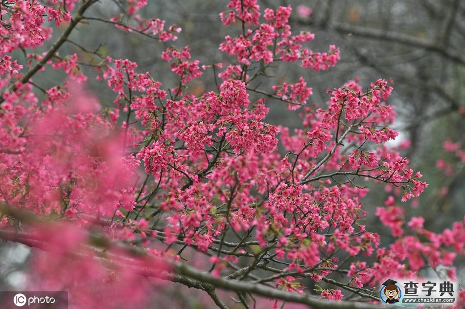 櫻花開(kāi)了！冬去春來(lái)終開(kāi)懷1