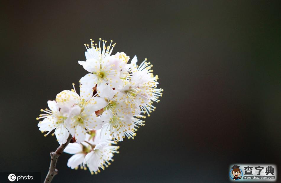 櫻花開(kāi)了！冬去春來(lái)終開(kāi)懷3