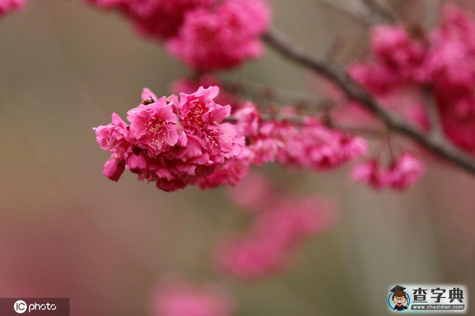 櫻花開(kāi)了！冬去春來(lái)終開(kāi)懷11