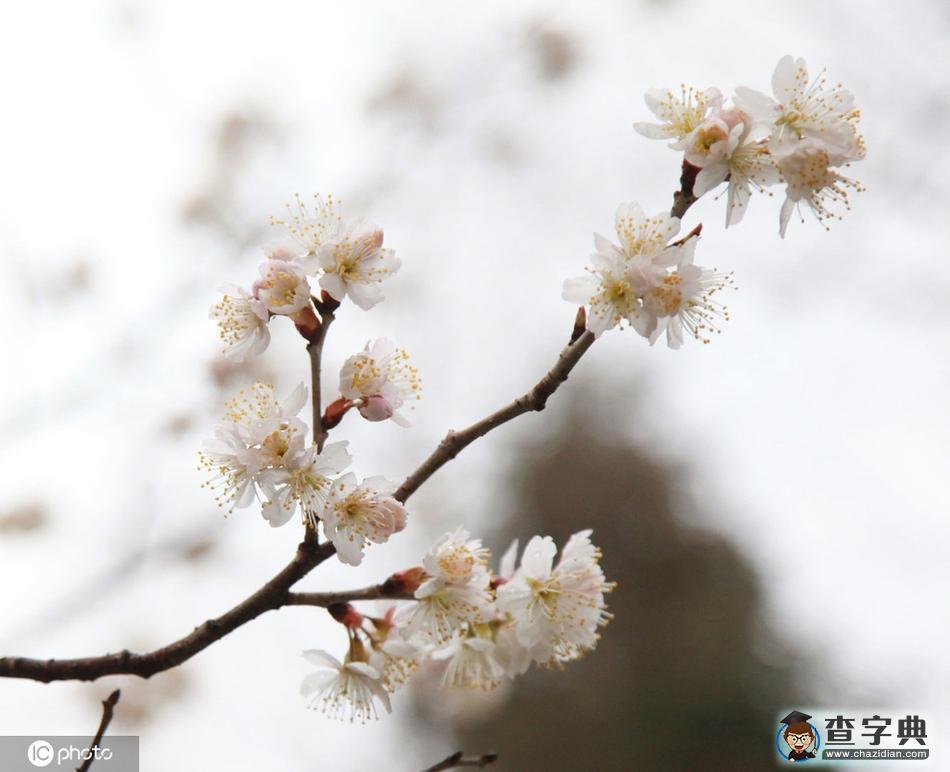 櫻花開(kāi)了！冬去春來(lái)終開(kāi)懷4