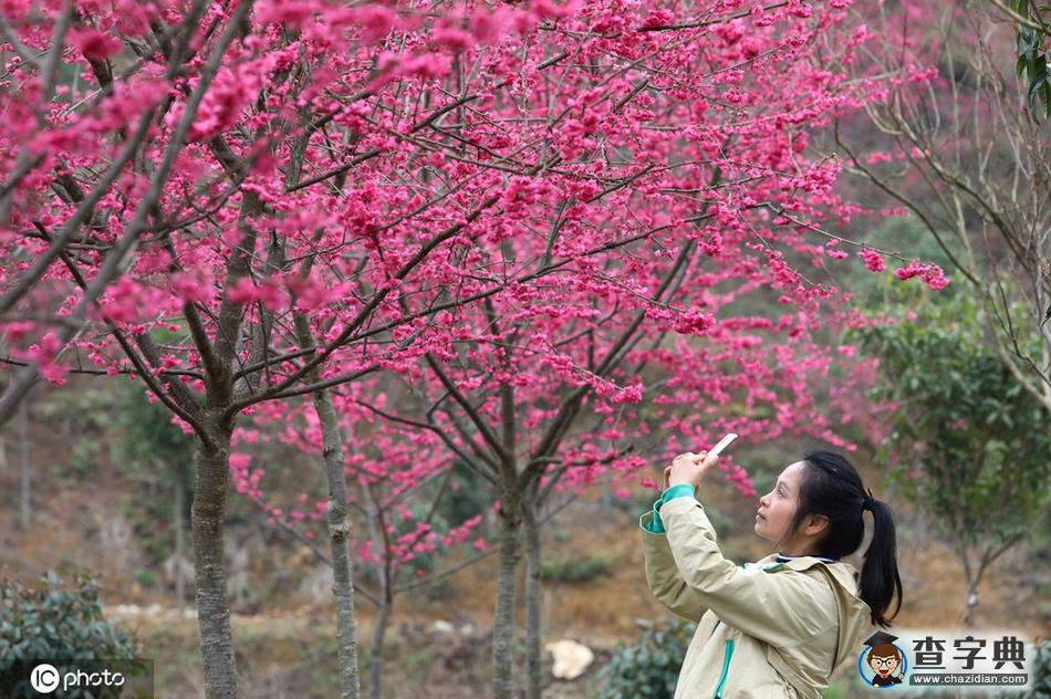 櫻花開(kāi)了！冬去春來(lái)終開(kāi)懷13