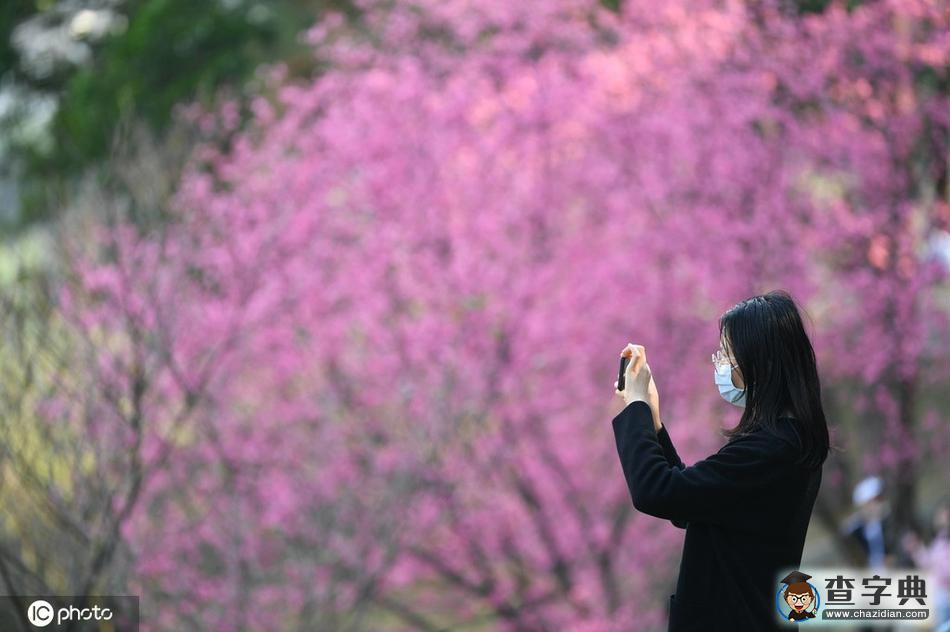 櫻花開(kāi)了！冬去春來(lái)終開(kāi)懷10