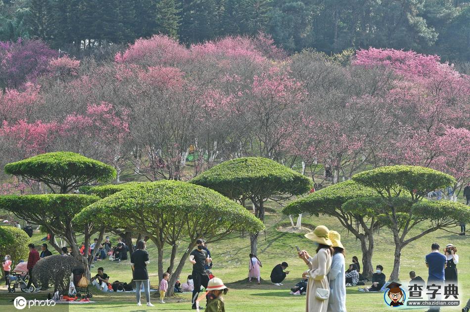 櫻花開(kāi)了！冬去春來(lái)終開(kāi)懷8