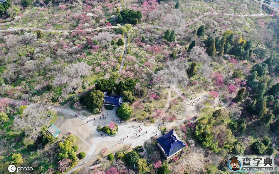 花開迎春來！全國各地花?！邦佒怠贝蟊绕?