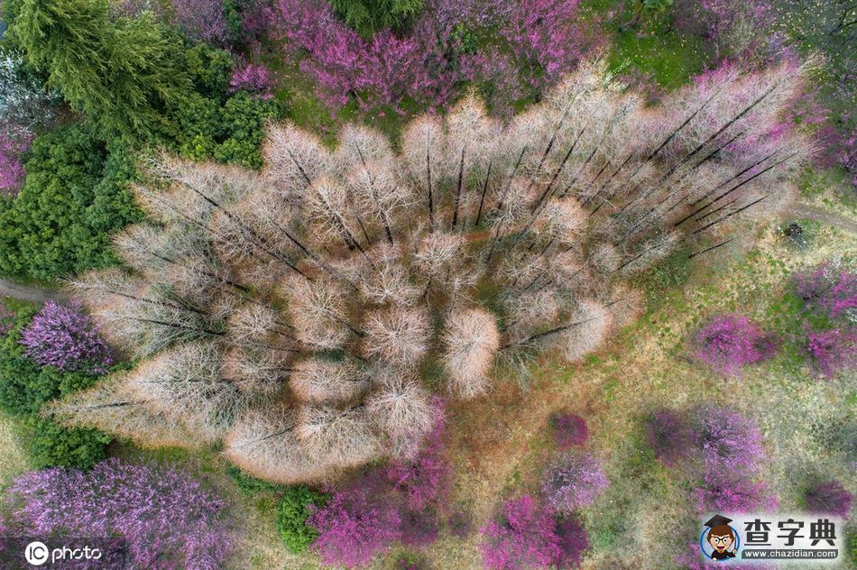 花開迎春來！全國各地花海“顏值”大比拼10