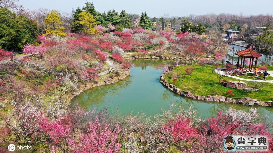 花開迎春來！全國各地花?！邦佒怠贝蟊绕?