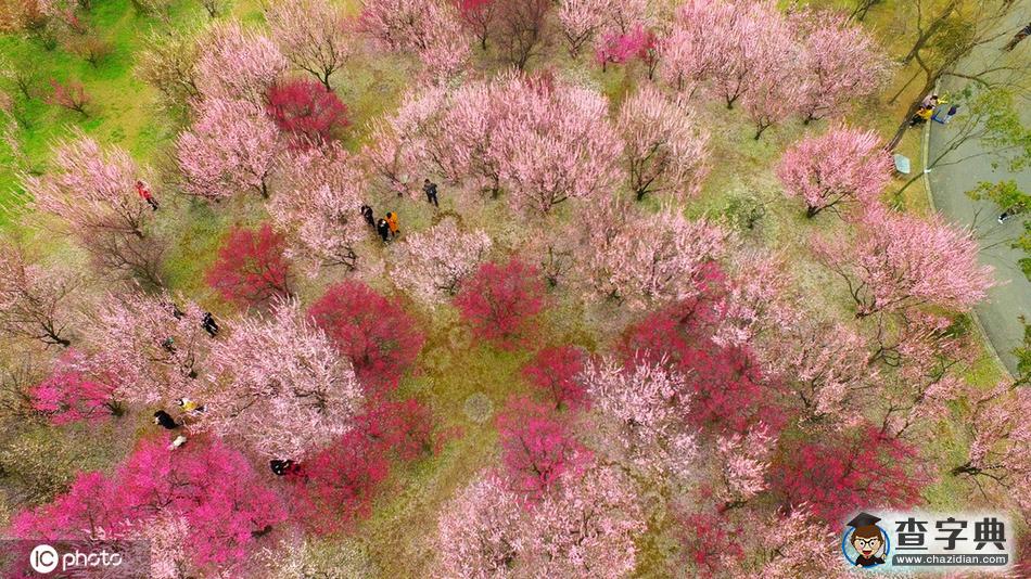 花開迎春來！全國各地花海“顏值”大比拼5