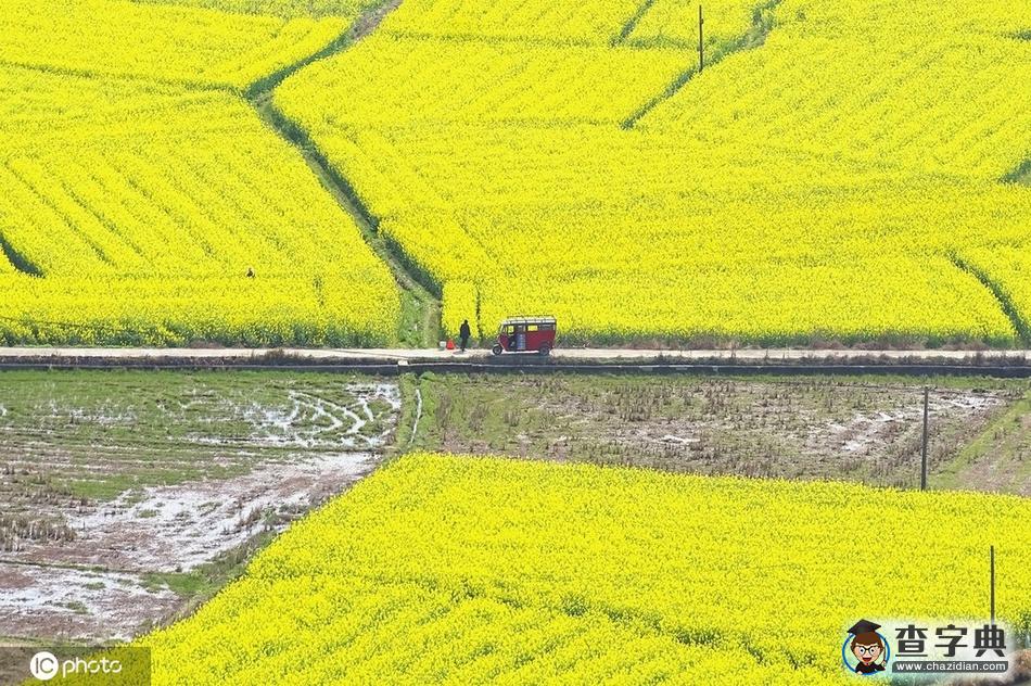 花開迎春來！全國各地花?！邦佒怠贝蟊绕?