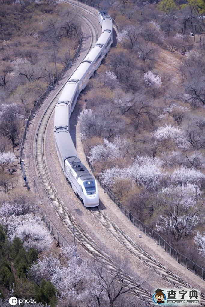 一路繁花相伴 今年這趟開(kāi)往春天的列車還會(huì)遠(yuǎn)嗎？12