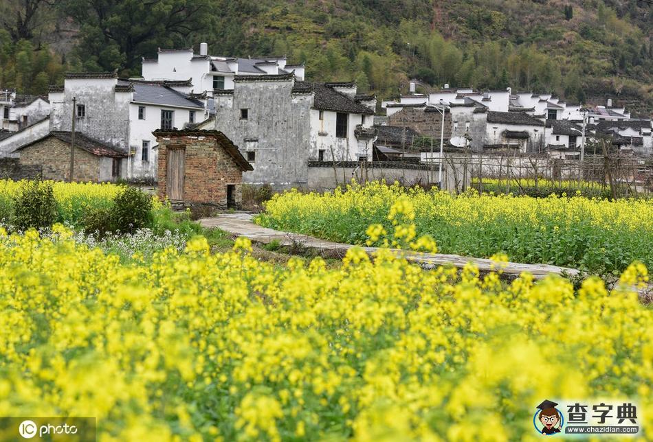江西婺源：陽春三月 油菜花開美如畫4