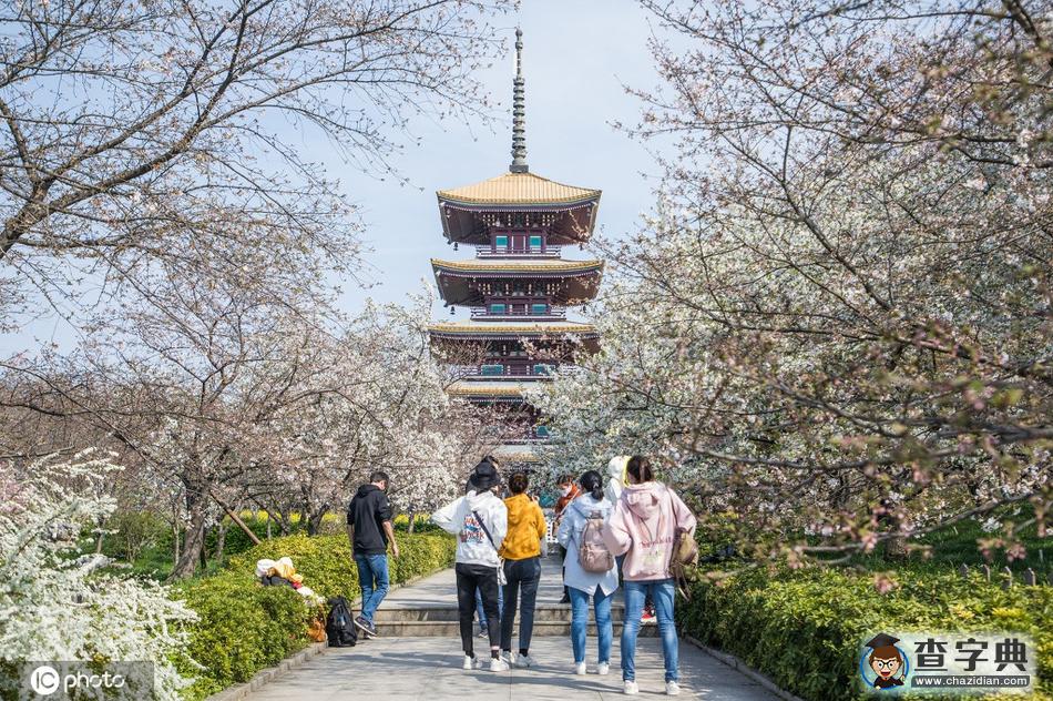 武漢的櫻花季來(lái)了 云踏青看江城櫻花春光依舊8