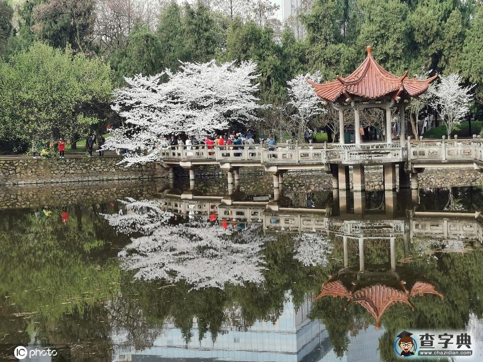 武漢的櫻花季來(lái)了 云踏青看江城櫻花春光依舊5