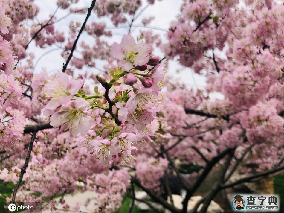 武漢的櫻花季來(lái)了 云踏青看江城櫻花春光依舊7