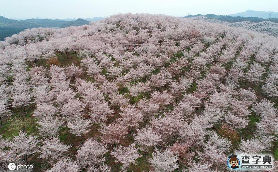 4000余畝櫻花園美不勝收 吸引游客前往觀賞16