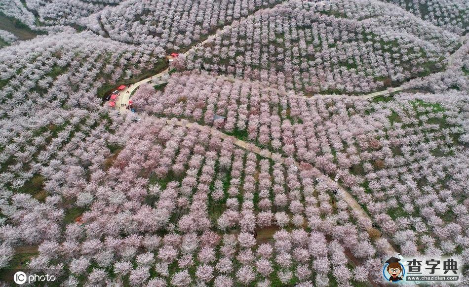 4000余畝櫻花園美不勝收 吸引游客前往觀賞31