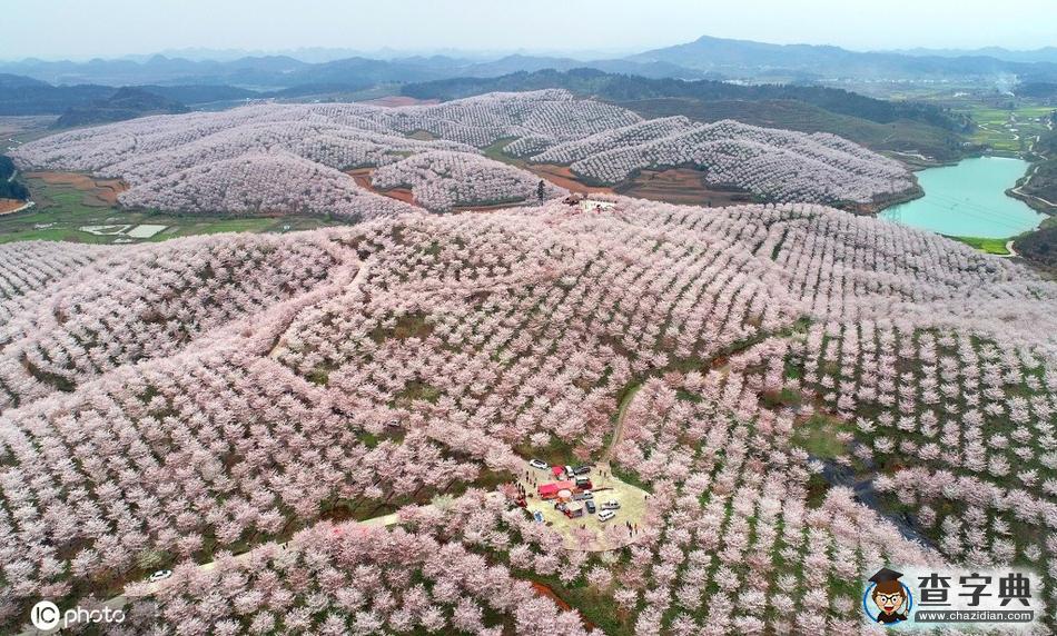 4000余畝櫻花園美不勝收 吸引游客前往觀賞10