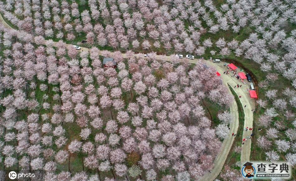 4000余畝櫻花園美不勝收 吸引游客前往觀賞19