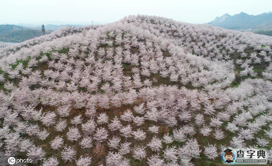 4000余畝櫻花園美不勝收 吸引游客前往觀賞7