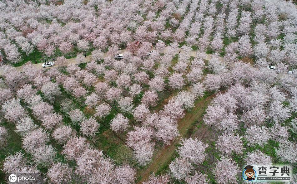 4000余畝櫻花園美不勝收 吸引游客前往觀賞25