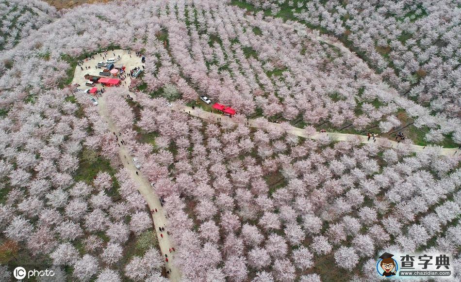 4000余畝櫻花園美不勝收 吸引游客前往觀賞28