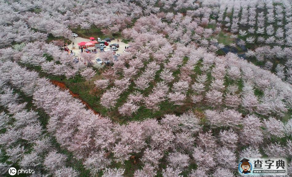 4000余畝櫻花園美不勝收 吸引游客前往觀賞43