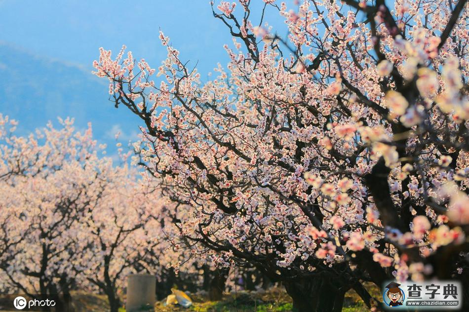 春分 陌上花開，不負(fù)韶華！6