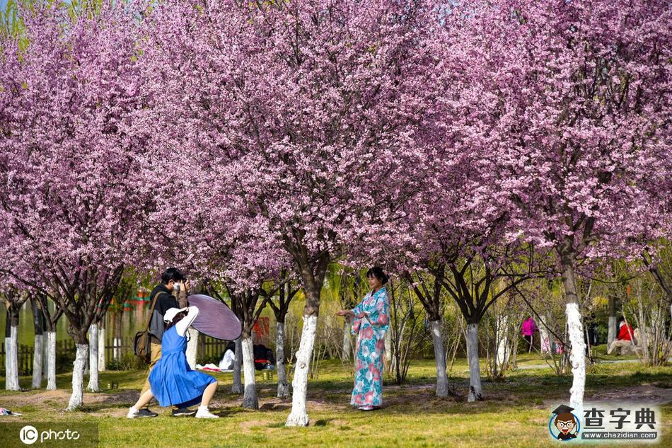 春分 陌上花開，不負(fù)韶華！11