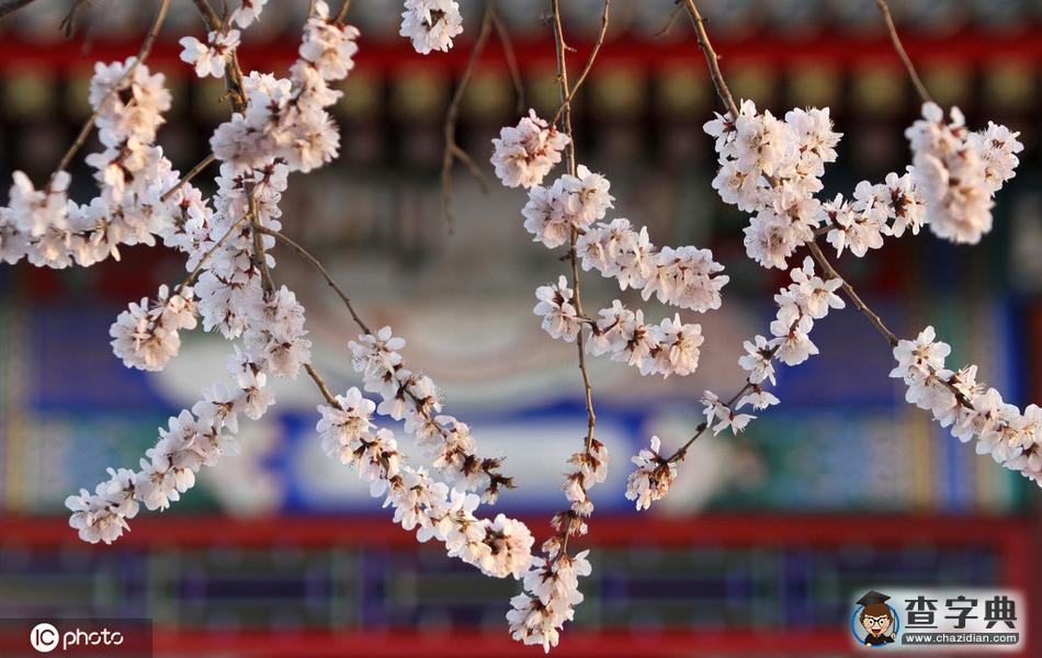 春分 陌上花開，不負(fù)韶華！17
