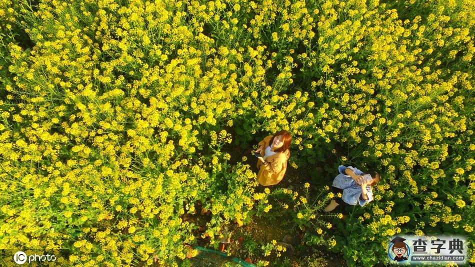 春分 陌上花開，不負(fù)韶華！5