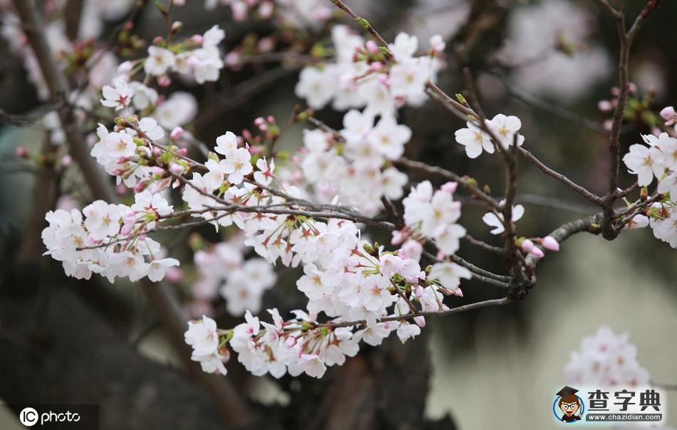 春分 陌上花開，不負(fù)韶華！14