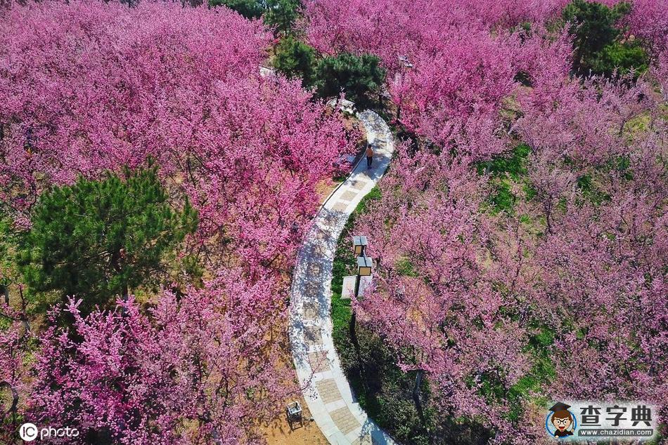 春分 陌上花開，不負(fù)韶華！9