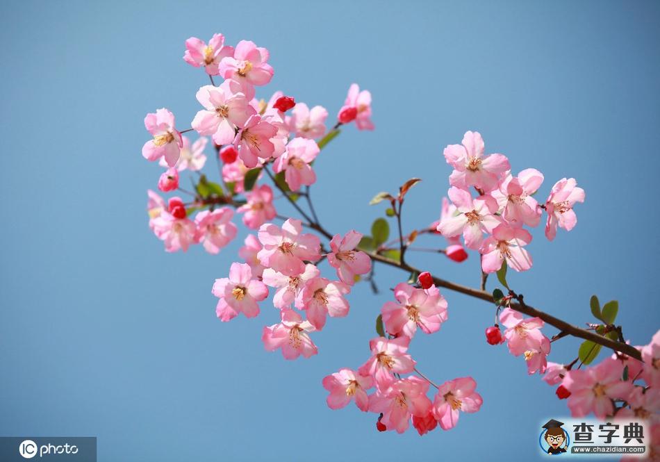 春分 陌上花開，不負(fù)韶華！12