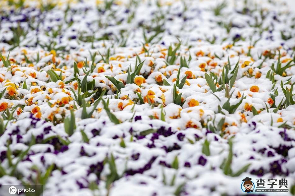 當(dāng)櫻花季遇上飛雪 這景色美哭了！28