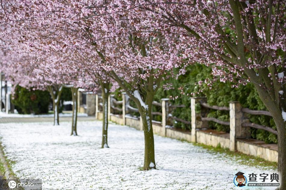 當(dāng)櫻花季遇上飛雪 這景色美哭了！1