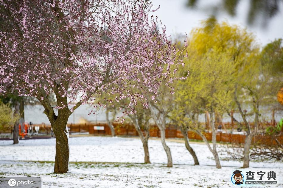 當(dāng)櫻花季遇上飛雪 這景色美哭了！16