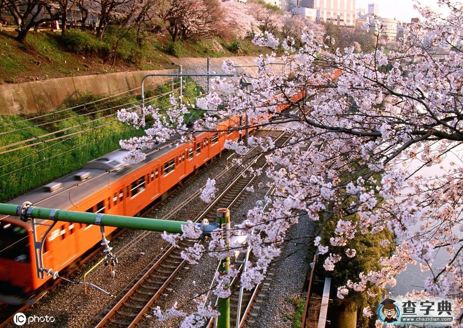 國(guó)外開往春天的列車 穿越最美花海邂逅人間四月天！2