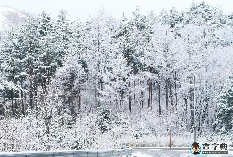 倒春寒？韓國江原道降大雪 白雪皚皚宛如童話世界1