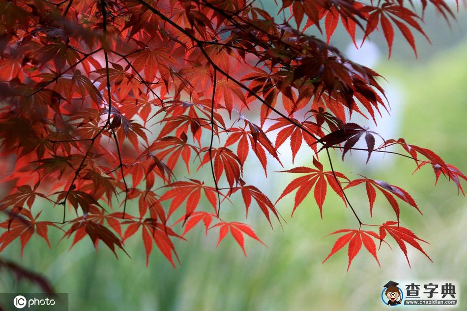 今日立夏 紛紛紅紫已成塵 布谷聲中夏令新8