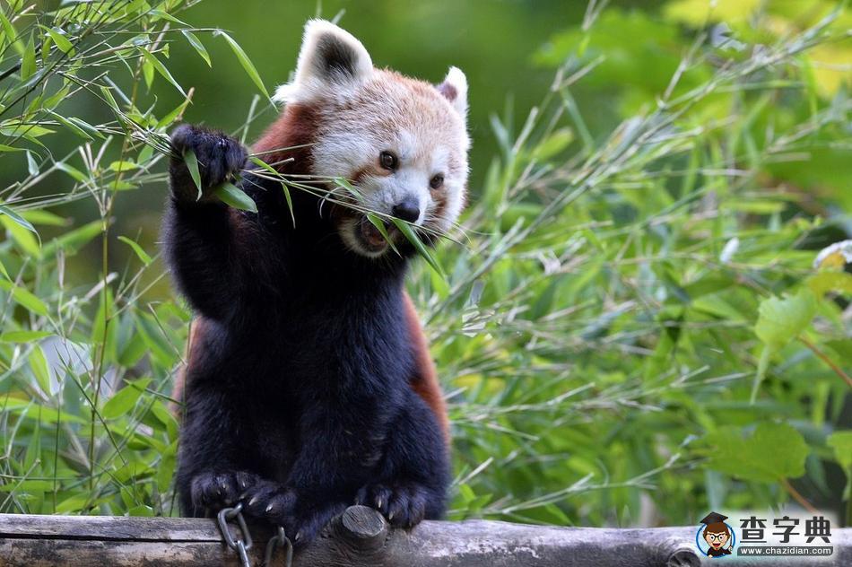 捷克動物園小熊貓萌萌噠，津津有味啃樹葉13