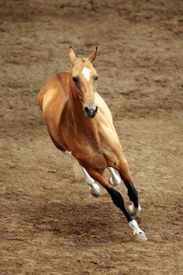 3匹國(guó)外引進(jìn)汗血寶馬在京亮相(組圖)1