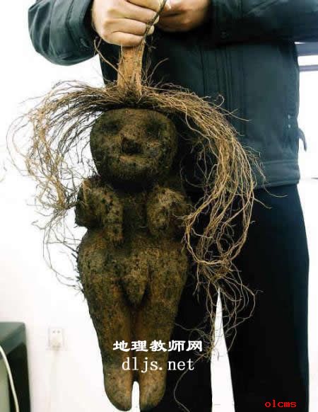 何首烏 何首烏