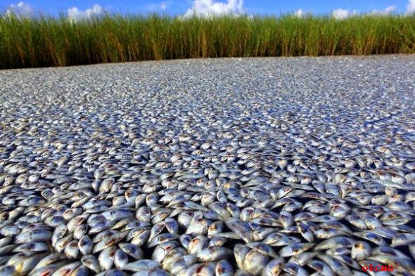 美國(guó)水域出現(xiàn)大量死魚疑墨西哥灣漏油所致(圖)
